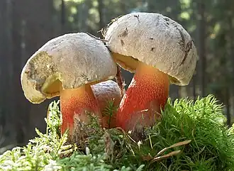 Schönfuß-Röhrling (Boletus calopus)