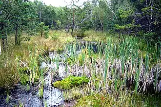 Im Verlandungsprozess befindliches Moor – im Vordergrund: Rohrkolben