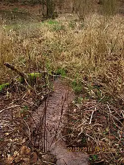 Quellzulauf in den Kanzelbachteich zwischen Schriesheim und Altenbach
