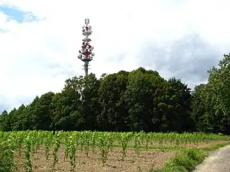 Lindenhain und Sender auf dem Schutterlindenberg