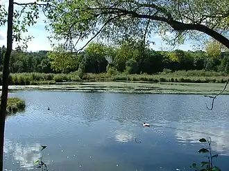 Schwabelsberger Weiher