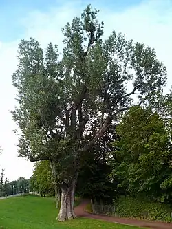 Schwarz-Pappel mit 6,80 Meter BHU bei Bad Kissingen