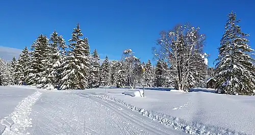 Im Hochmoorgebiet Schwantenau