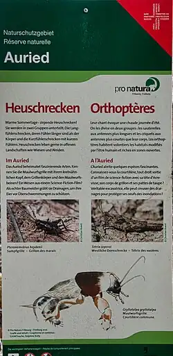 Infotafel zu den Heuschrecken