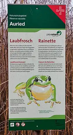 Infotafel zum Laubfrosch