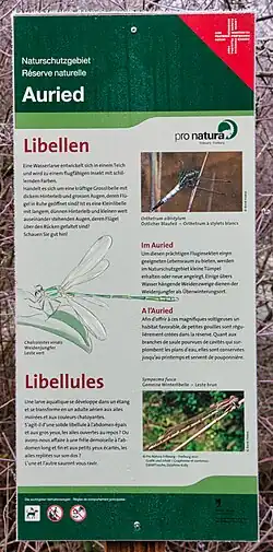 Infotafel zu den Libellen