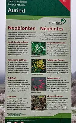 Infotafel zu den Neobionten