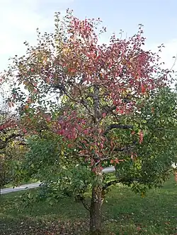 Ganzer Baum im Obstgarten