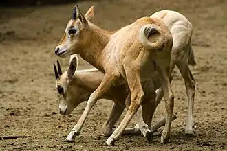 Säbelantilope, Jungtiere