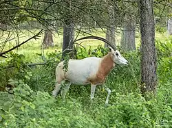 Säbelantilope (Oryx dammah)