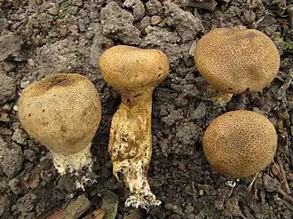 Braunwarziger Hartbovist Scleroderma verrucosum