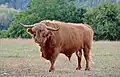 Schottisches Hochlandrind (Bulle)