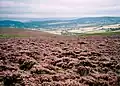 Blühende Besenheide am Dunkery Beacon