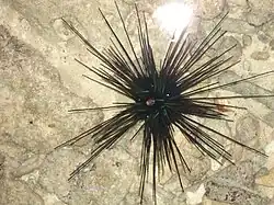 D. setosum bei Phuket