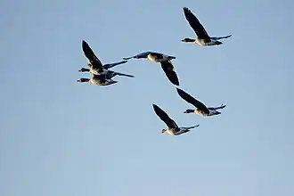 Sechs Graugänse beim Überfliegen des Strengs