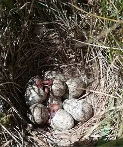 Nest mit schlüpfenden Feldlerchen