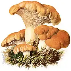 Stachelpilze: Semmelstoppelpilz