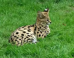 Serval (Leptailurus serval)