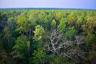 Beispielbild Madhupur-Nationalpark