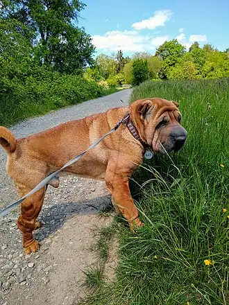 Shar-Pei