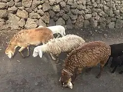 Sechs Schafe auf einem staubigen Weg oder Platz vor einer losen Steinmauer