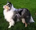 Shetland Sheepdog