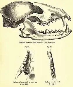Schädel eines Kurzohrfuchses (St. George Mivart: A monograph of the canidae. 1890)