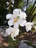 Lilium candidum