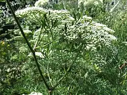 Gewöhnliche Wiesensilge (Silaum silaus)