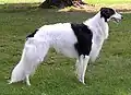 Silken Windhound