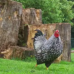 Silber-schwarz gesäumter Hahn
