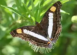 Weibchen von Doxocopa laure