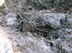 Der Hort während der Ausgrabung