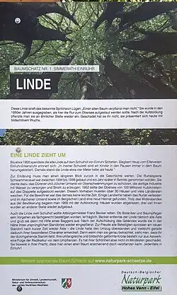 Info-Tafel Lindenbaum