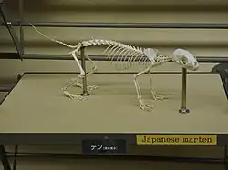 Skelettpräparat von Martes melampus im Tierhaus des Higashiyama Zoo und Botanischen Garten, Nagoya