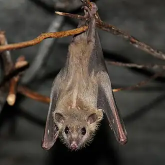 Flughund, der kopfüber an einem Zweig hängt und in die Kamera blickt.
