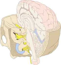 Durchtrittsstellen der Hirnnerven durch die Schädelknochen