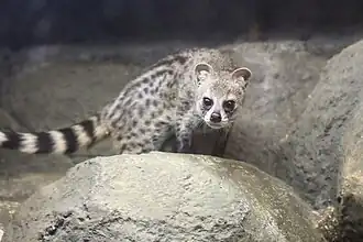 Kleine Indische Zibetkatze (Viverricula indica)