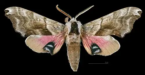 Smerinthus caecus ♂