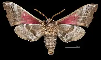 Smerinthus cerisyi ♂ △