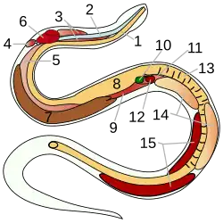 Innere Organe einer Schlange: 14&nbsp;Hoden