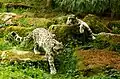 Schneeleoparden (Panthera uncia)