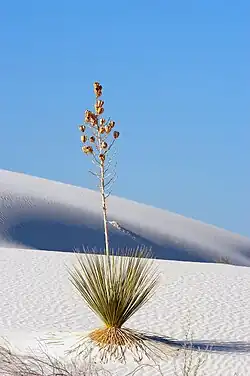 Exemplar in White Sands, New Mexico