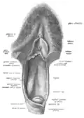 Skizze der eröffneten Vulva (oberer Teil) und Vagina (unterer Teil). Blick auf das Innere der Vagina (von ventral) und dem Muttermund (Portio vaginalis uteri)