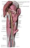 Innervation durch den N. gluteus inferior.