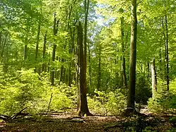 Naturverjüngung in einem Rotbuchenwald