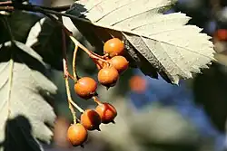 Schwedische Mehlbeere