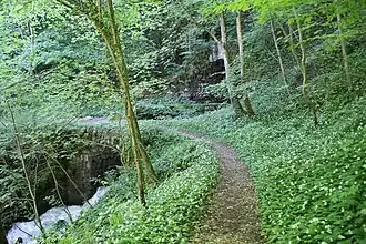 Bärlauch an der Source du Martinet