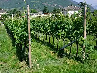 Spaliererziehung in Südtirol