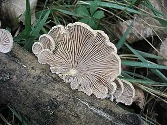 Gemeiner Spaltblättling (Schizophyllum commune)